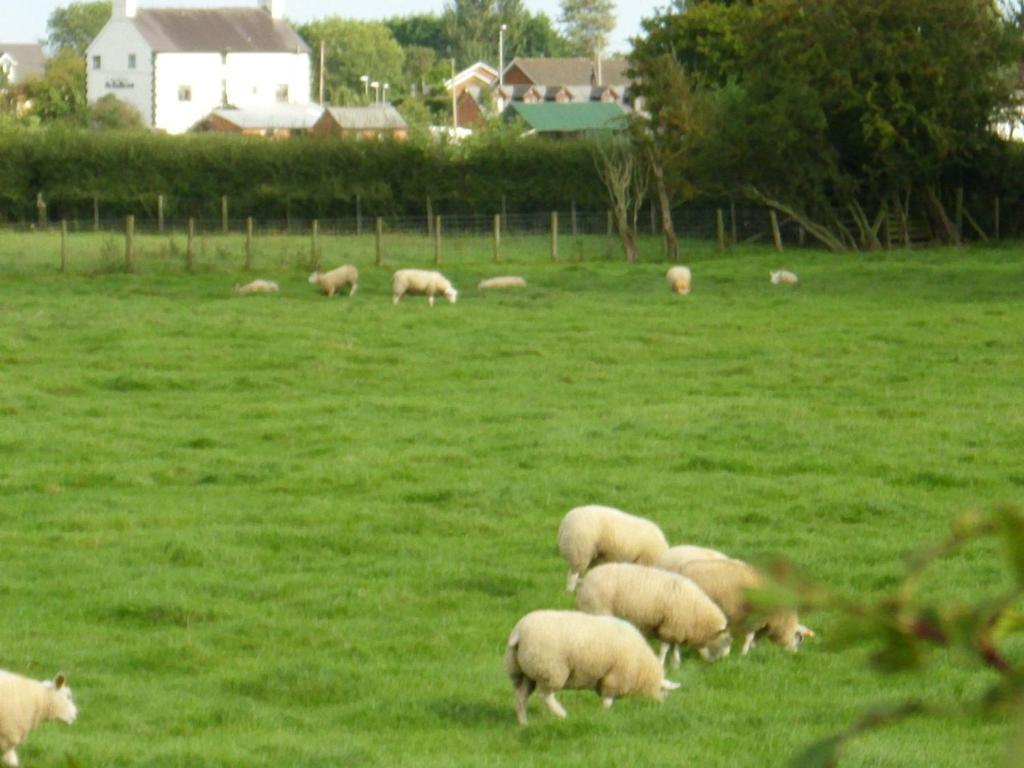 Llandysilio Ty Llew酒店 外观 照片